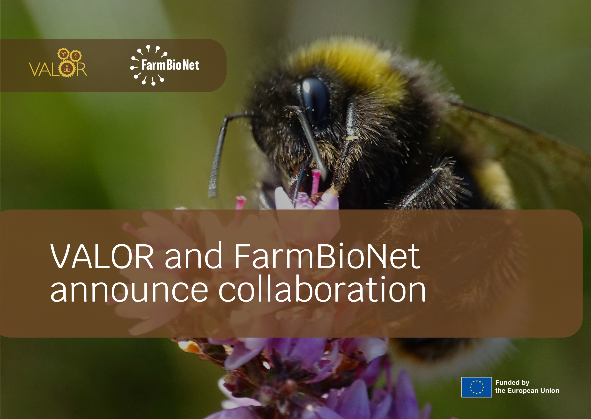 VALOR and FarmBioNet announce collaboration to protect pollinators and biodiversity