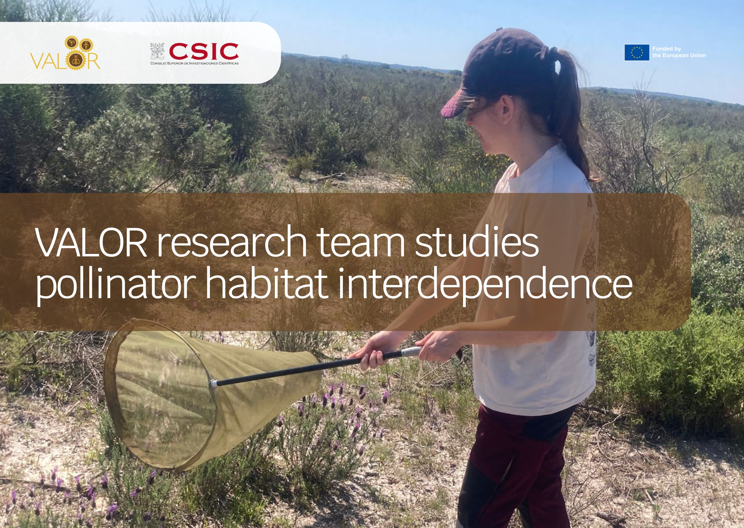 VALOR researchers study pollinator habitat interdependencies in Doñana National Park