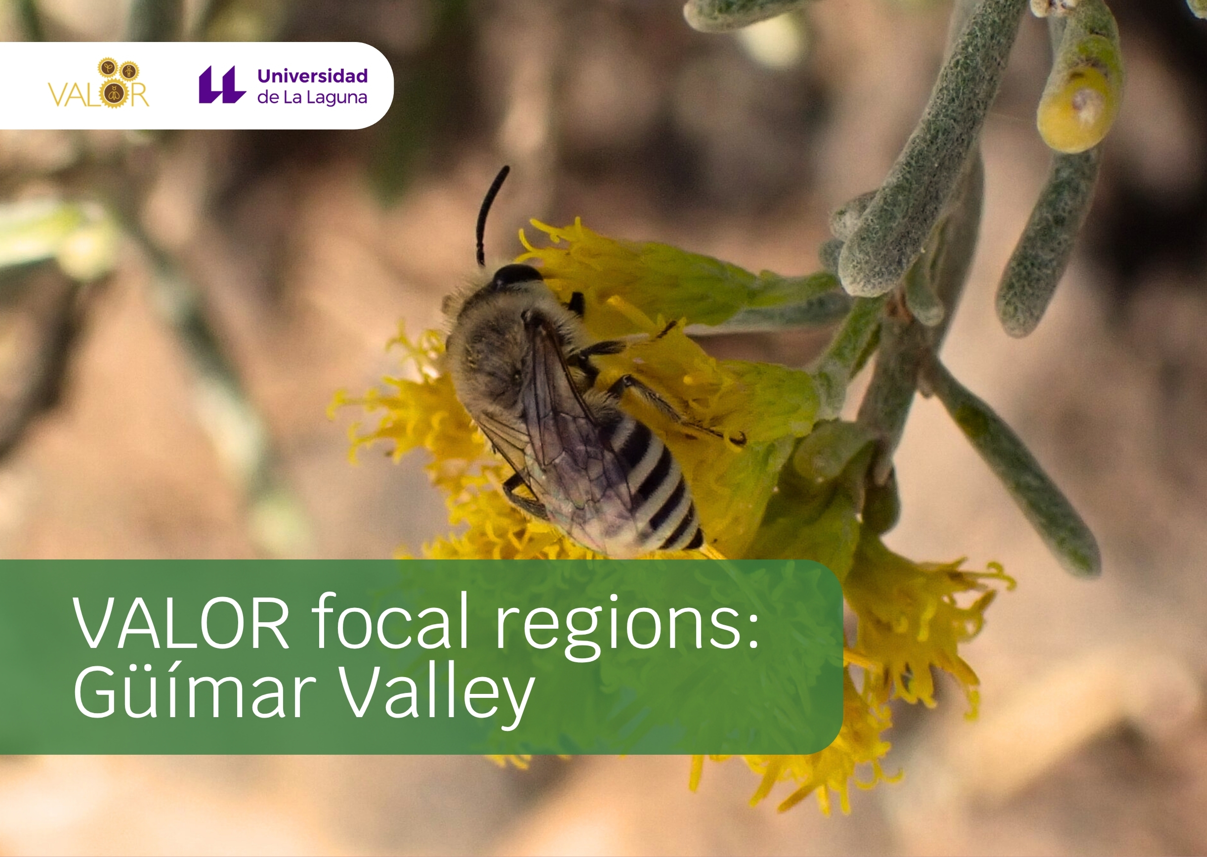 Introducing the VALOR Focal Regions: Güímar Valley, Tenerife