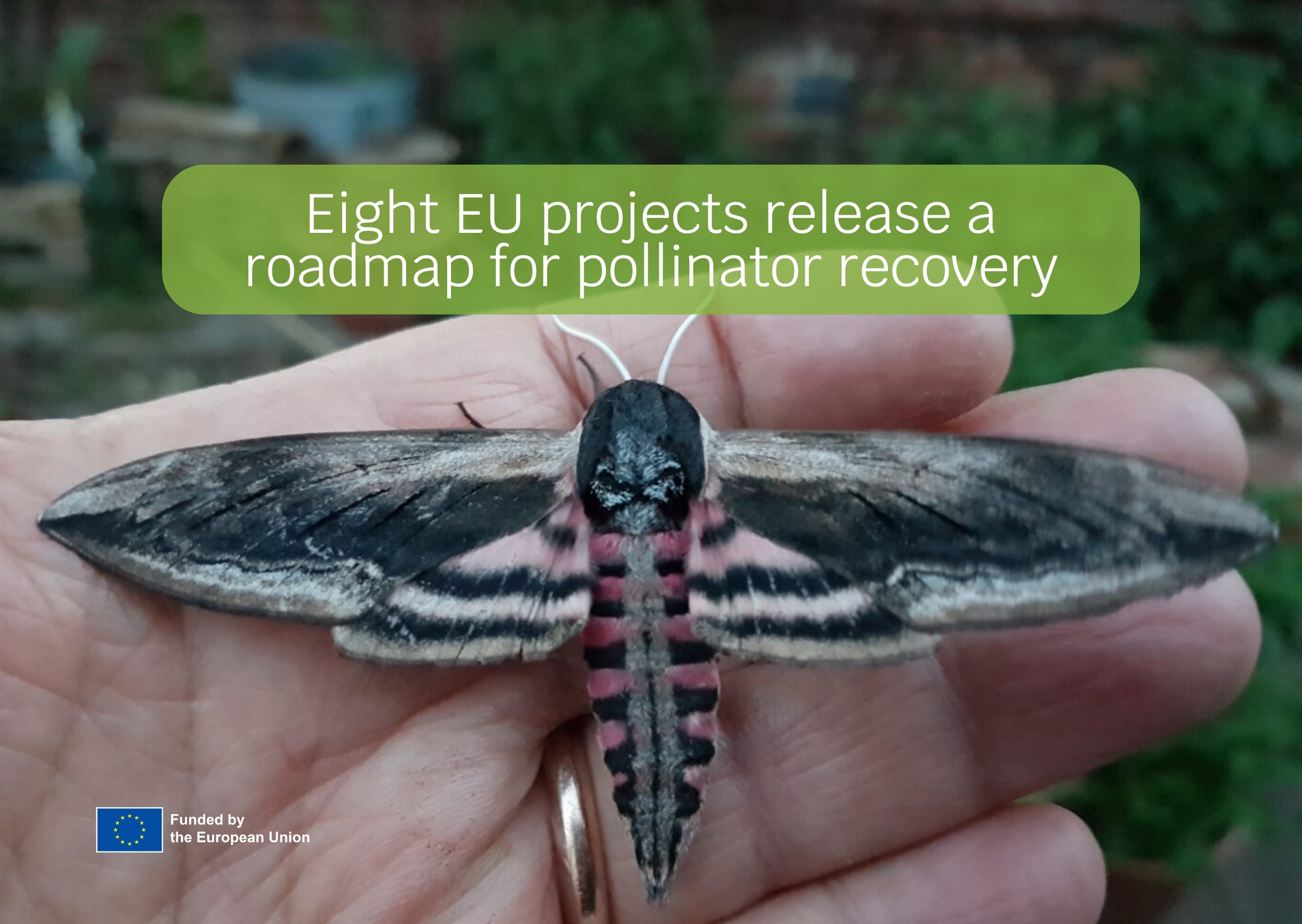 A joint white paper calls for urgent action for pollinators