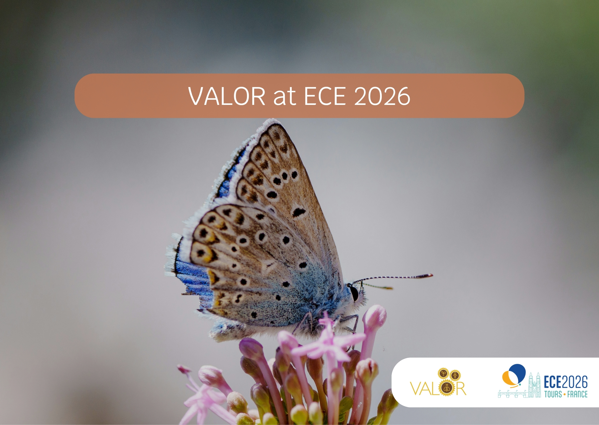 VALOR at the XIII European Congress of Entomology
