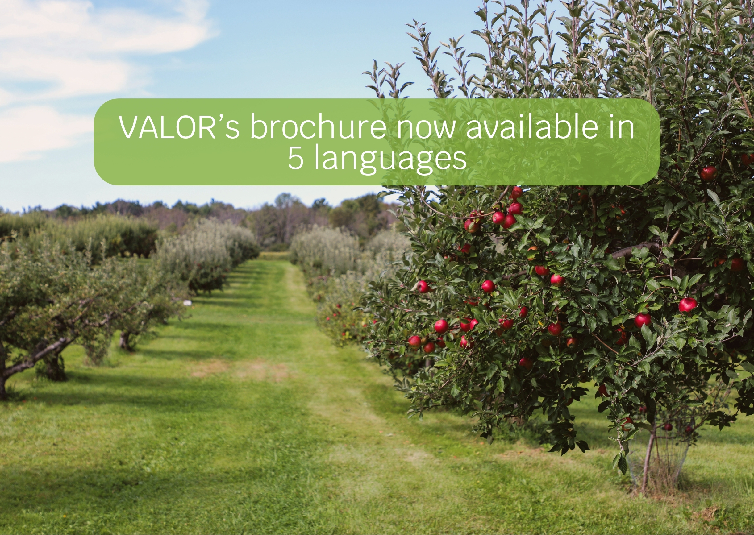 Now available: VALOR's brochure in 5 languages